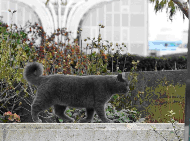 Chat des halles