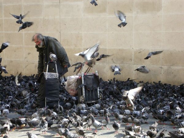 Comment aider les oiseaux des villes (sans être envahi de pigeons)