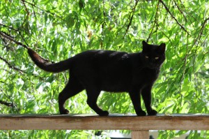 Black_cat_on_a_railing_and_green_trees_in_summer-Hisashi-01-300x199