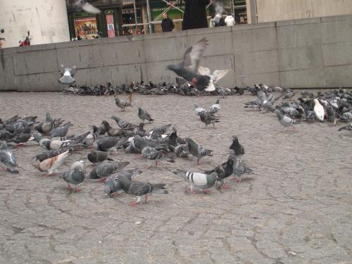 Beau_pigeons2