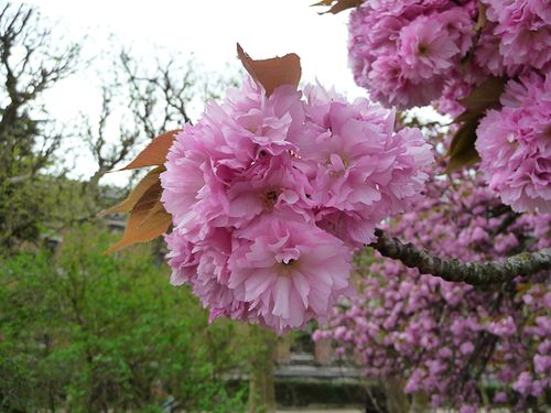 Cerisier-a-fleurs-prunus-serrulata-kanzan-jardin-des-plantes-printemps-paris