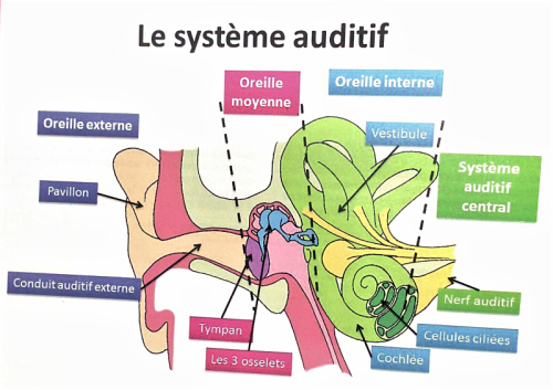 Oreille