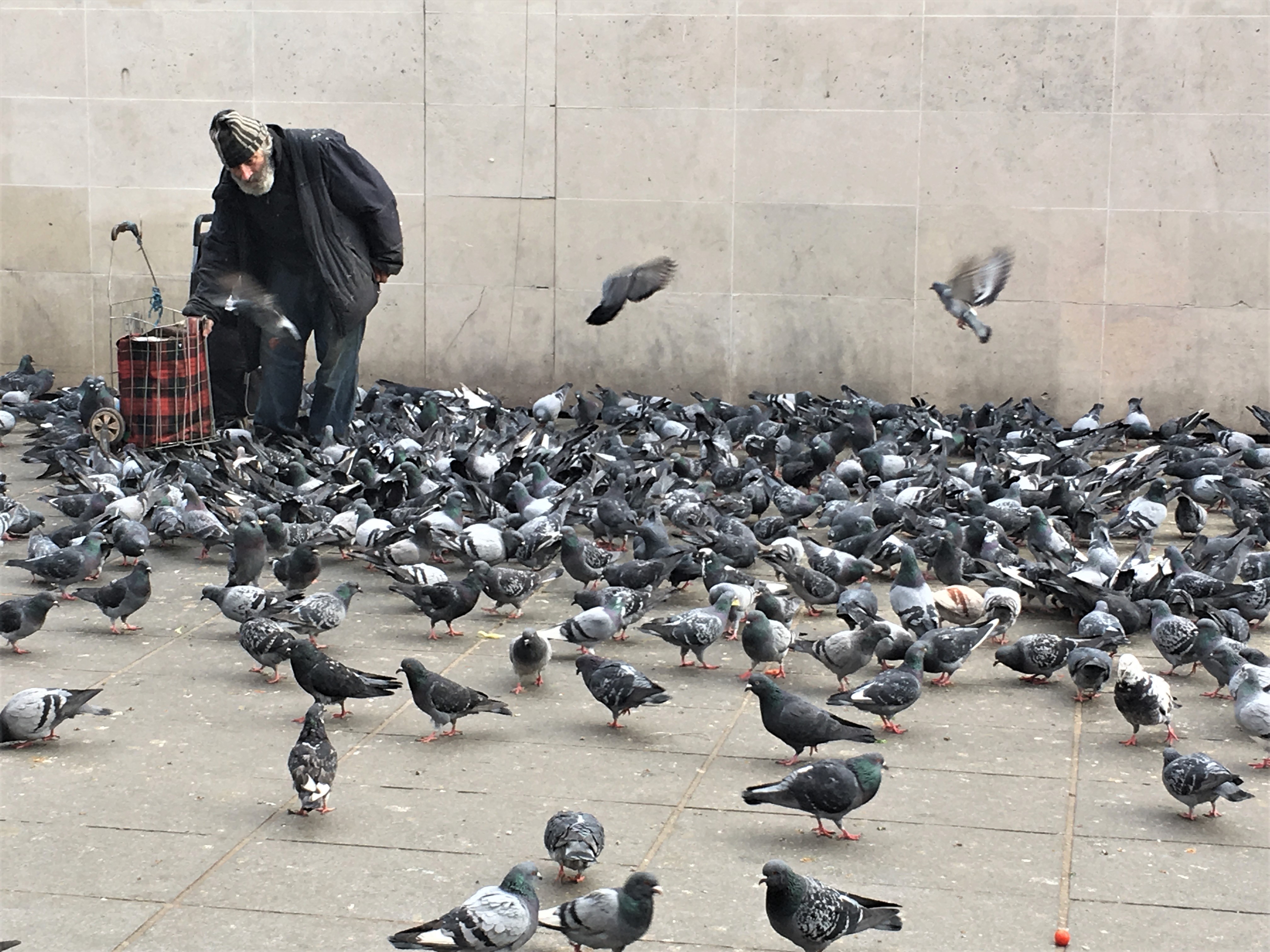 Le nettoyage des fientes de pigeon : toutes les solutions !